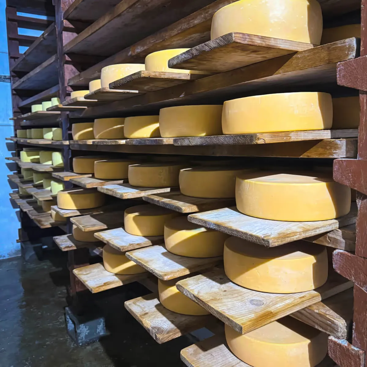 Bumthang Swiss Farm Red Panda Cheesemaking Session