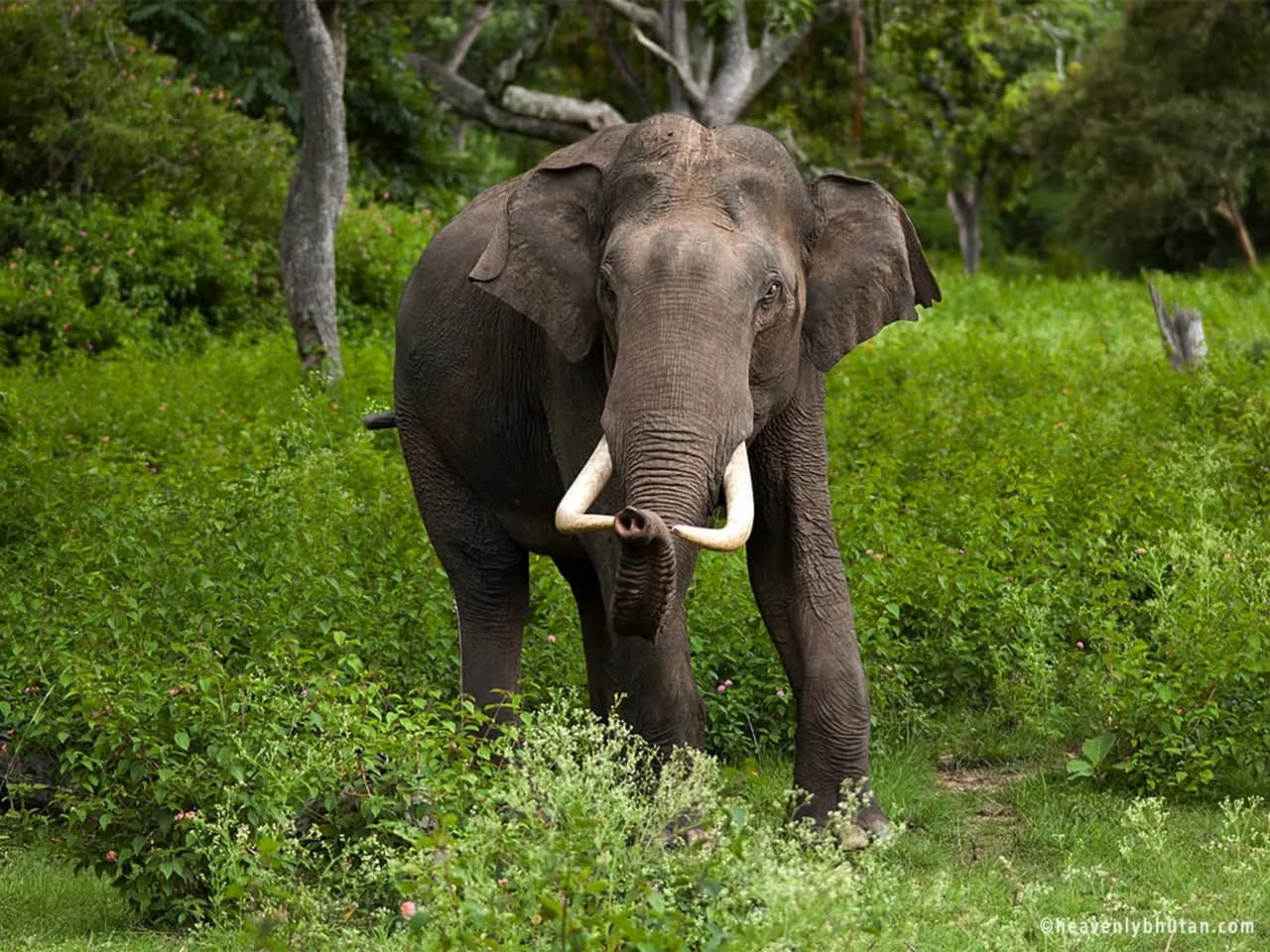 Phibsoo Wildlife Sanctuary 